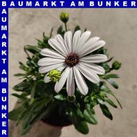 Osteospermum ecklonis - Kapkörbchen 12 cm Topf