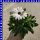Osteospermum ecklonis - Kapkörbchen 12 cm Topf
