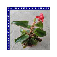 Begonia hybrida Dragon Wing 12 cm Topf
