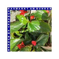 Begonia hybrida Dragon Wing 12 cm Topf