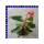 Begonia hybrida Dragon Wing 12 cm Topf