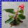Begonia hybrida Dragon Wing 12 cm Topf