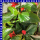 Begonia hybrida Dragon Wing 12 cm Topf