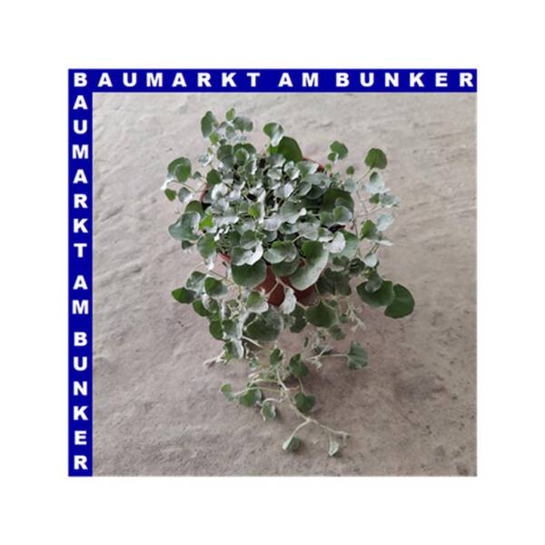 Dichondra Silberregen 12 cm Topf