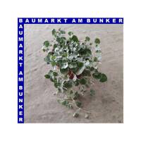 Dichondra Silberregen 12 cm Topf