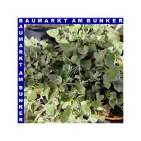 Dichondra Silberregen 12 cm Topf