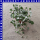 Dichondra Silberregen 12 cm Topf