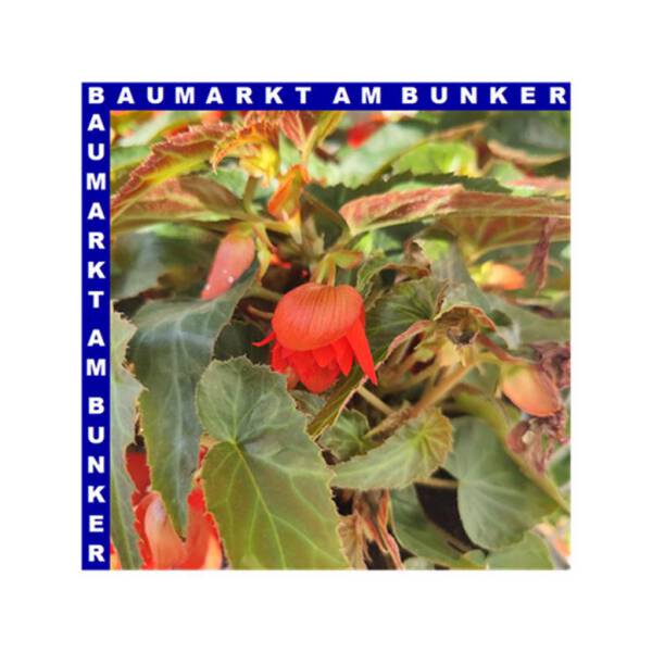Begonia x tuberhybrida Knollenbegonie hängend Funky 12 cm Topf