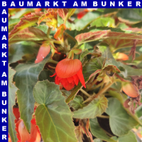 Begonia x tuberhybrida Knollenbegonie hängend Funky...