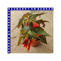 Begonia x tuberhybrida Knollenbegonie hängend Funky...