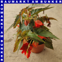 Begonia x tuberhybrida Knollenbegonie hängend Funky...