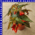 Begonia x tuberhybrida Knollenbegonie hängend Funky 12 cm Topf