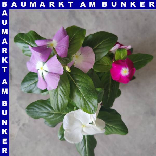Catheranthus roseus Trio Zimmervinca 12 cm Topf