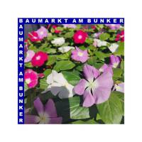 Catheranthus roseus Trio Zimmervinca 12 cm Topf