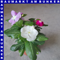 Catheranthus roseus Trio Zimmervinca 12 cm Topf