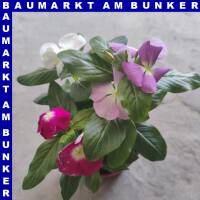 Catheranthus roseus Trio Zimmervinca 12 cm Topf