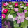 Catheranthus roseus Trio Zimmervinca 12 cm Topf