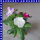 Catheranthus roseus Trio Zimmervinca 12 cm Topf