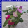 Catheranthus roseus Trio Zimmervinca 12 cm Topf