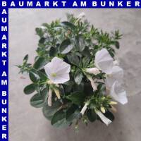 Convolvolus sabatius Blaue Mauritius 12 cm Topf