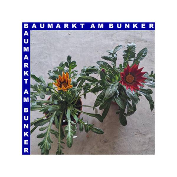 Gazania x rigens Mittagsgold 12 cm Topf