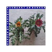 Gazania x rigens Mittagsgold 12 cm Topf