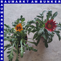 Gazania x rigens Mittagsgold 12 cm Topf