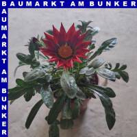 Gazania x rigens Mittagsgold 12 cm Topf