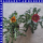 Gazania x rigens Mittagsgold 12 cm Topf