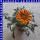 Gazania x rigens Mittagsgold 12 cm Topf