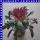 Gazania x rigens Mittagsgold 12 cm Topf