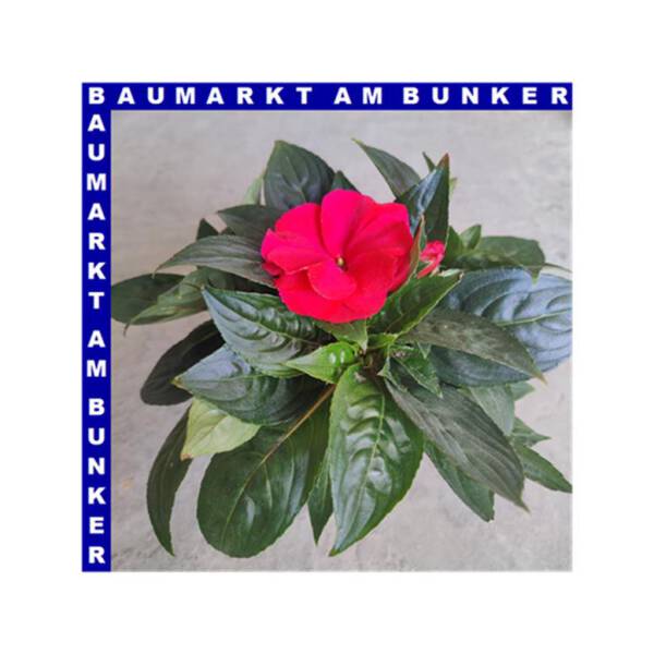 Impatiens neuguinea Edelließchen gefüllt 12 cm Topf