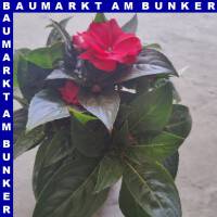 Impatiens neuguinea Edelließchen gefüllt 12 cm...