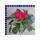 Impatiens neuguinea Edelließchen gefüllt 12 cm Topf