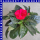 Impatiens neuguinea Edelließchen gefüllt 12 cm Topf