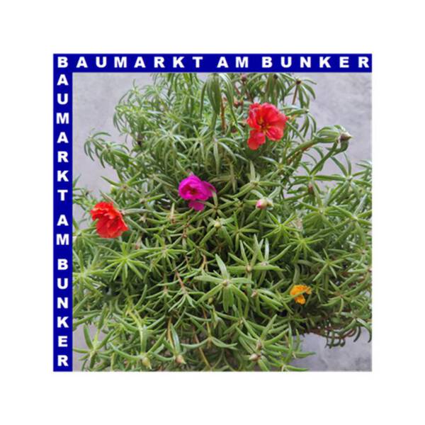 Portulaca quadro grandiflora Portulakrösche 4 Farben 12 cm Topf