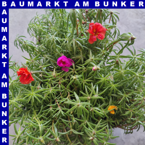 Portulaca quadro grandiflora Portulakrösche 4 Farben 12 cm Topf