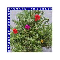Portulaca quadro grandiflora Portulakrösche 4 Farben...