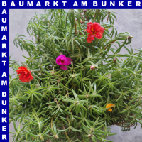 Portulaca quadro grandiflora Portulakrösche 4 Farben...