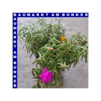 Portulaca quadro grandiflora Portulakrösche 4 Farben...