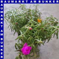 Portulaca quadro grandiflora Portulakrösche 4 Farben...