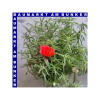 Portulaca quadro grandiflora Portulakrösche 4 Farben 12 cm Topf