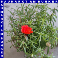 Portulaca quadro grandiflora Portulakrösche 4 Farben 12 cm Topf