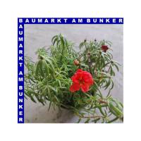 Portulaca quadro grandiflora Portulakrösche 4 Farben 12 cm Topf