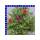 Portulaca quadro grandiflora Portulakrösche 4 Farben 12 cm Topf