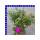 Portulaca quadro grandiflora Portulakrösche 4 Farben 12 cm Topf