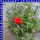 Portulaca quadro grandiflora Portulakrösche 4 Farben 12 cm Topf