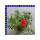 Portulaca quadro grandiflora Portulakrösche 4 Farben 12 cm Topf