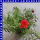 Portulaca quadro grandiflora Portulakrösche 4 Farben 12 cm Topf