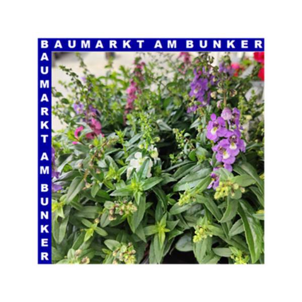 Angelonia Trio Engelsgesicht 12 cm Topf